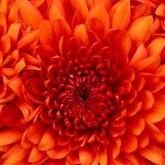 Иващенко Ольга Николаевна 