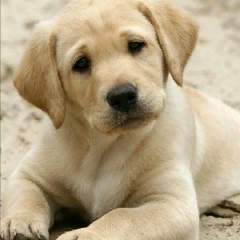  Платонова Елена Викторовна