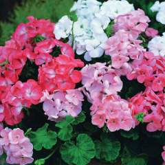 Садыкова Жансия Хайнишевна