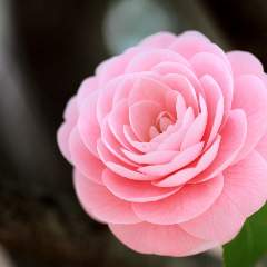 Климова Светлана Викторовна