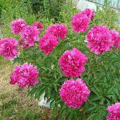 Алешечкина Галина Викторовна