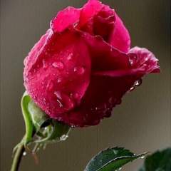 Лисиенко Марина Михайловна