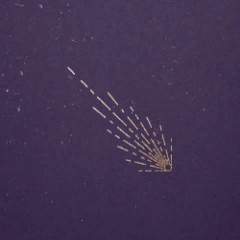 Милена Евгеньевна Опарина