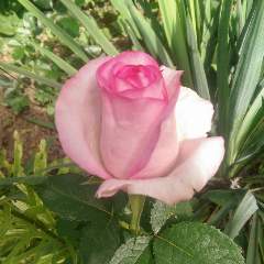 Пороткова Татьяна Викторовна