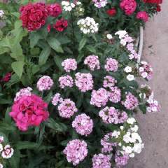 Иванова Елена Александровна