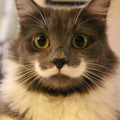 Лопатина Наталья Владимировна