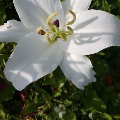 Мохова Татьяна Викторовна