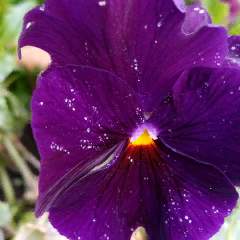 Емельянова Ирина Алексеевна