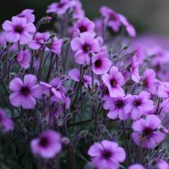 Лупина Наталья Александровна