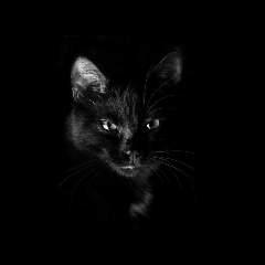 Ракинцева Татьяна Александровна. Научный руководитель - Курочкина Ирина Александровна 