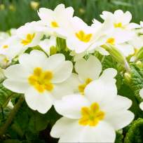 Юрченко Ольга Аркадьевна