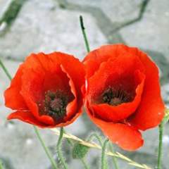 Елизавета Алексеевна Пересыпкина