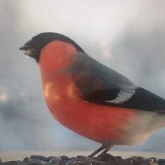 Печерина Ксения Алексеевна