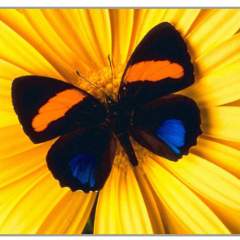 Праздницина Нина Михайловна