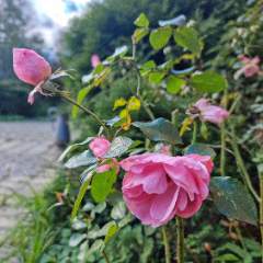 Головкина Ольга Сергеевна