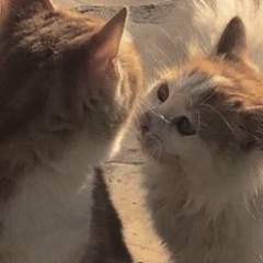 Пономарева Анастасия Евгеньевна 