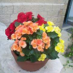 Пирская Марина Александровна