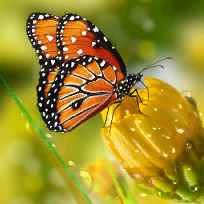 Бородина Наталья Ивановна