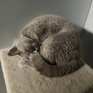Моя кошка