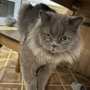 Мой любимый Котик