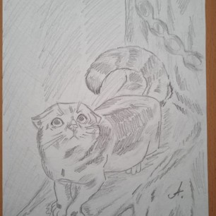 Кот учёный