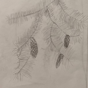 Еловые веточки