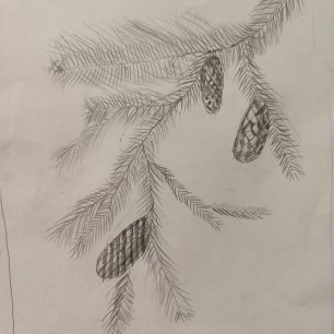 Еловая веточка