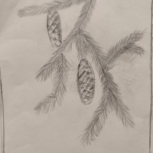 Еловая веточка