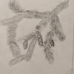 Еловая веточка