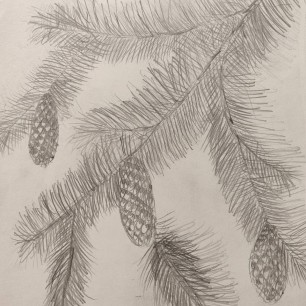 Еловые веточки