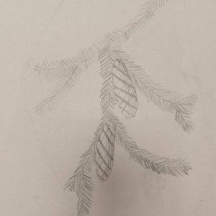 Еловая веточка