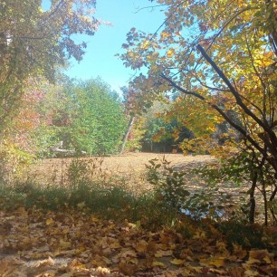 в осеннем лесу