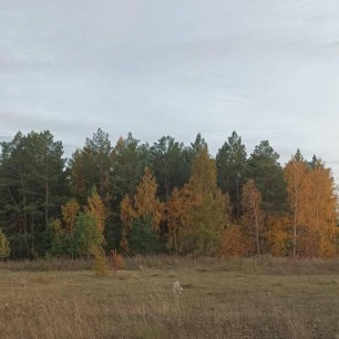 Осень в лесу