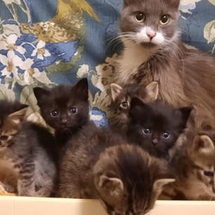 Родились у нас котята.