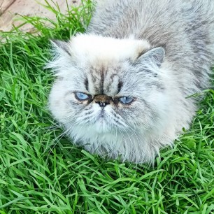 Котя на прогулке