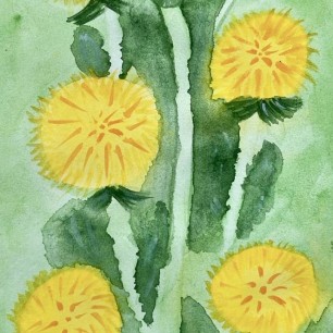 « Одуванчики»