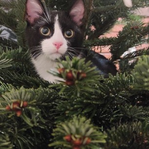 Новогодний котик