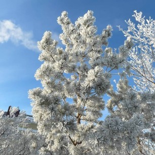 Сосна в белой шубе