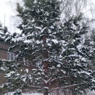 "Снежно-белые наряды зимы"