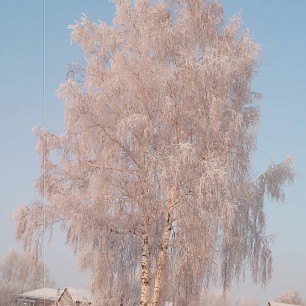 "Белая берёза под моим окном"
