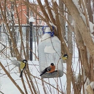 Живое дерево