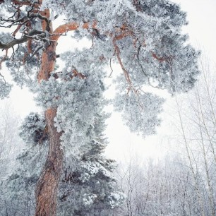 Величие сосны
