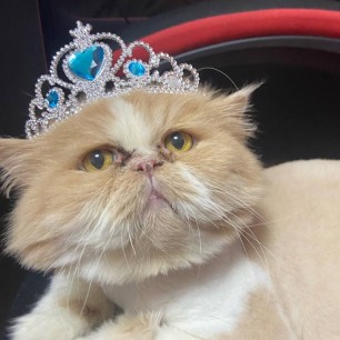 Король котов