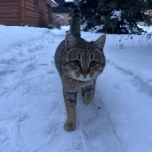 Соседский кот