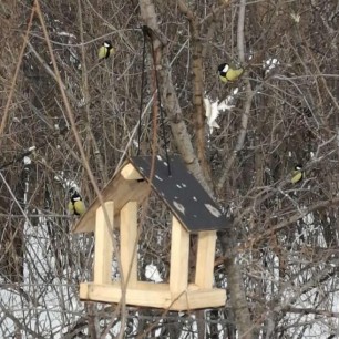 Столовая для птиц