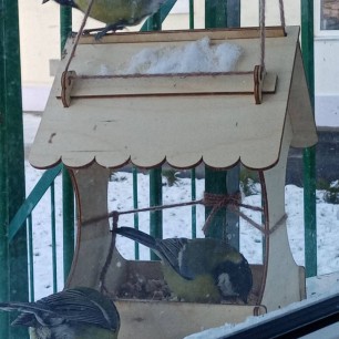 Семья пернатых