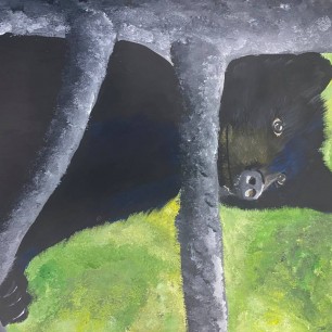 Бурый медведь в сосновом лесу