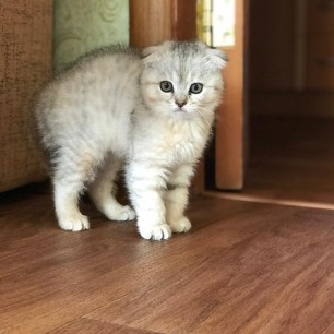 Симка