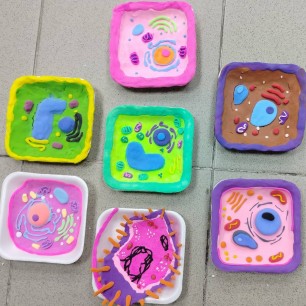 Макет "Строение клетки"