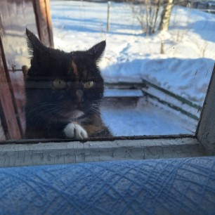 Мартовский кот